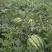 西瓜10斤打底8成熟1茬