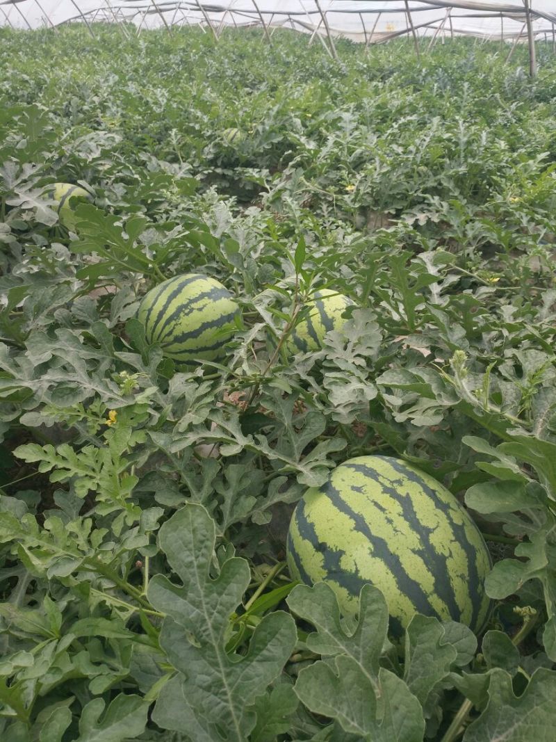 西瓜10斤打底8成熟1茬