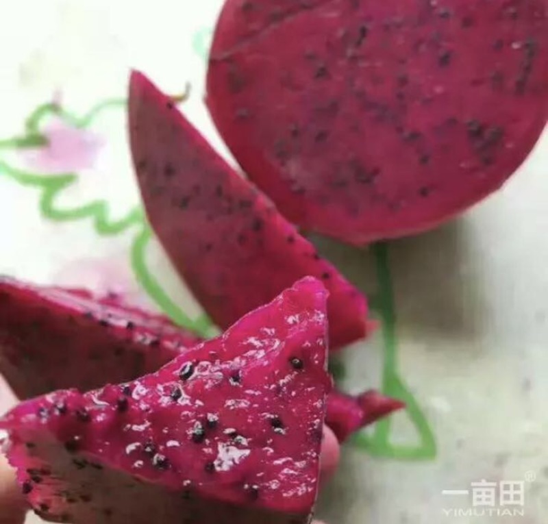 红心火龙果