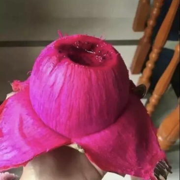 红心火龙果