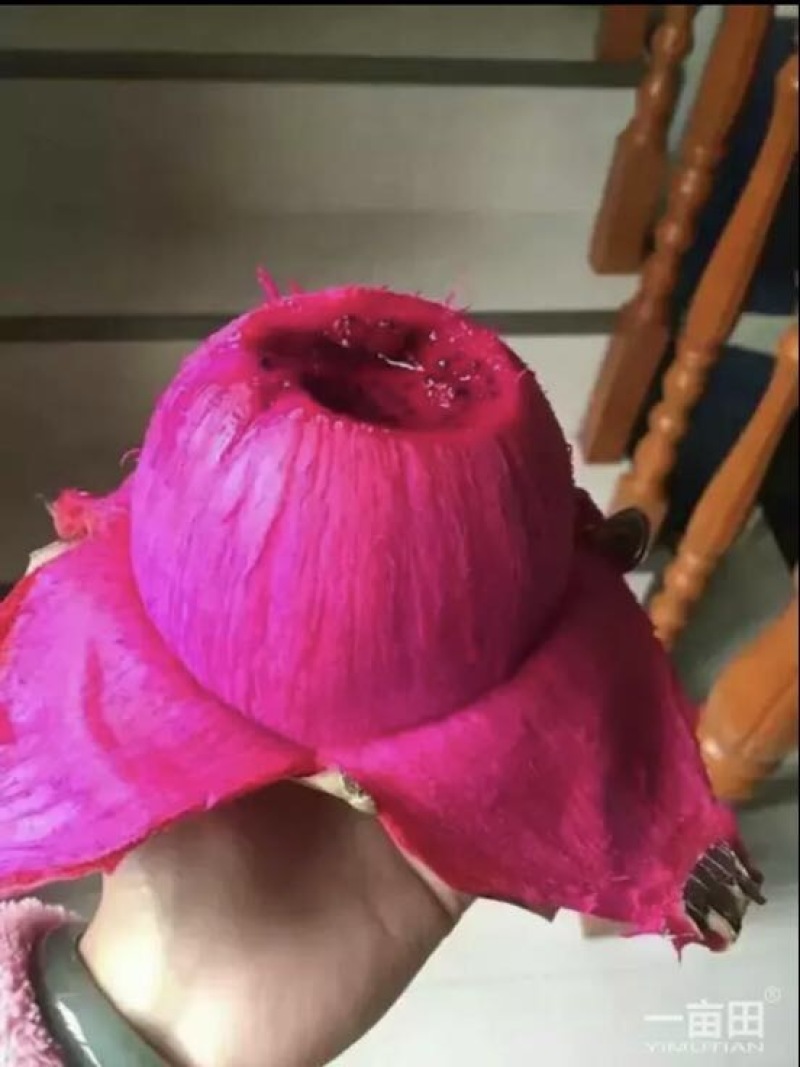 红心火龙果