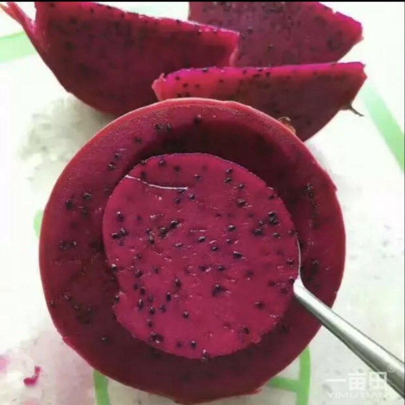 红心火龙果