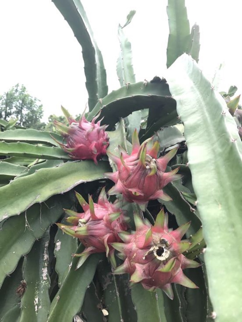 红心火龙果