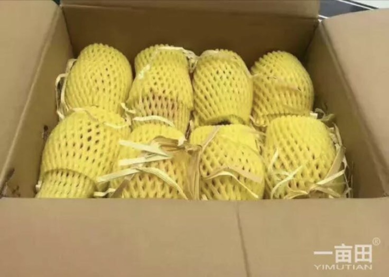 红心火龙果