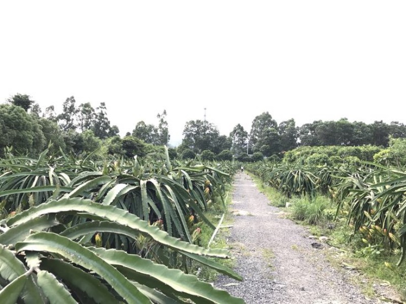 红心火龙果