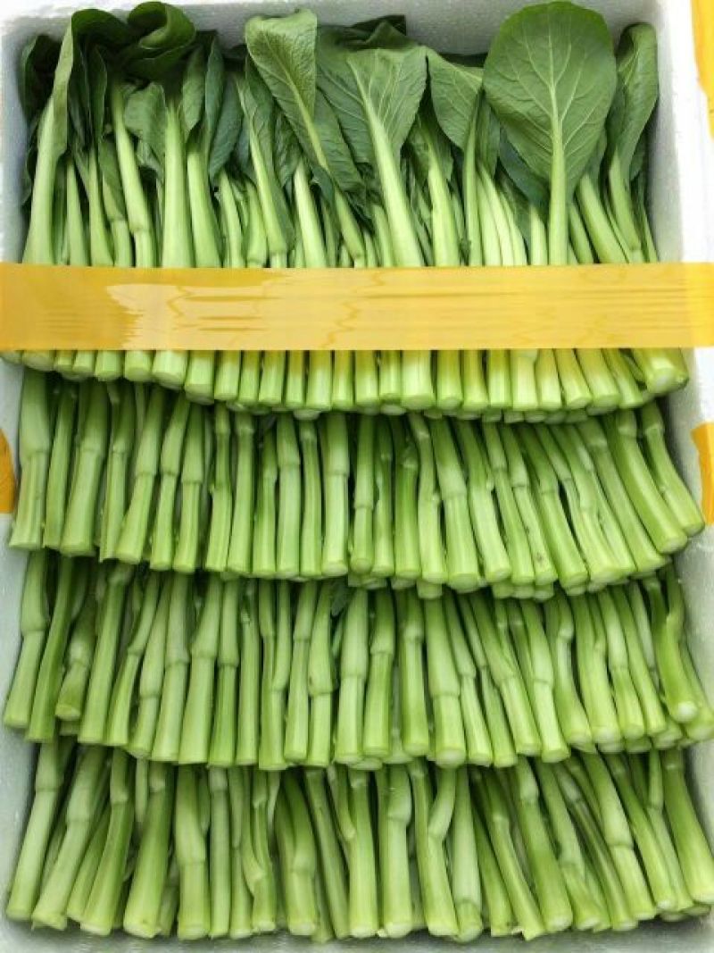 迟菜心10~15厘米