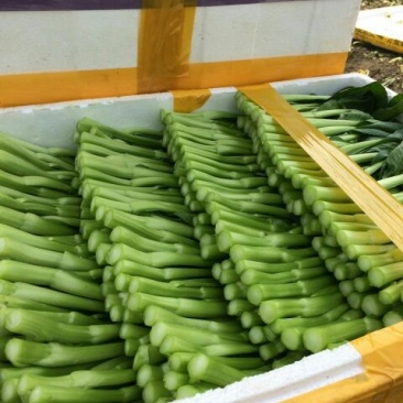 迟菜心10~15厘米