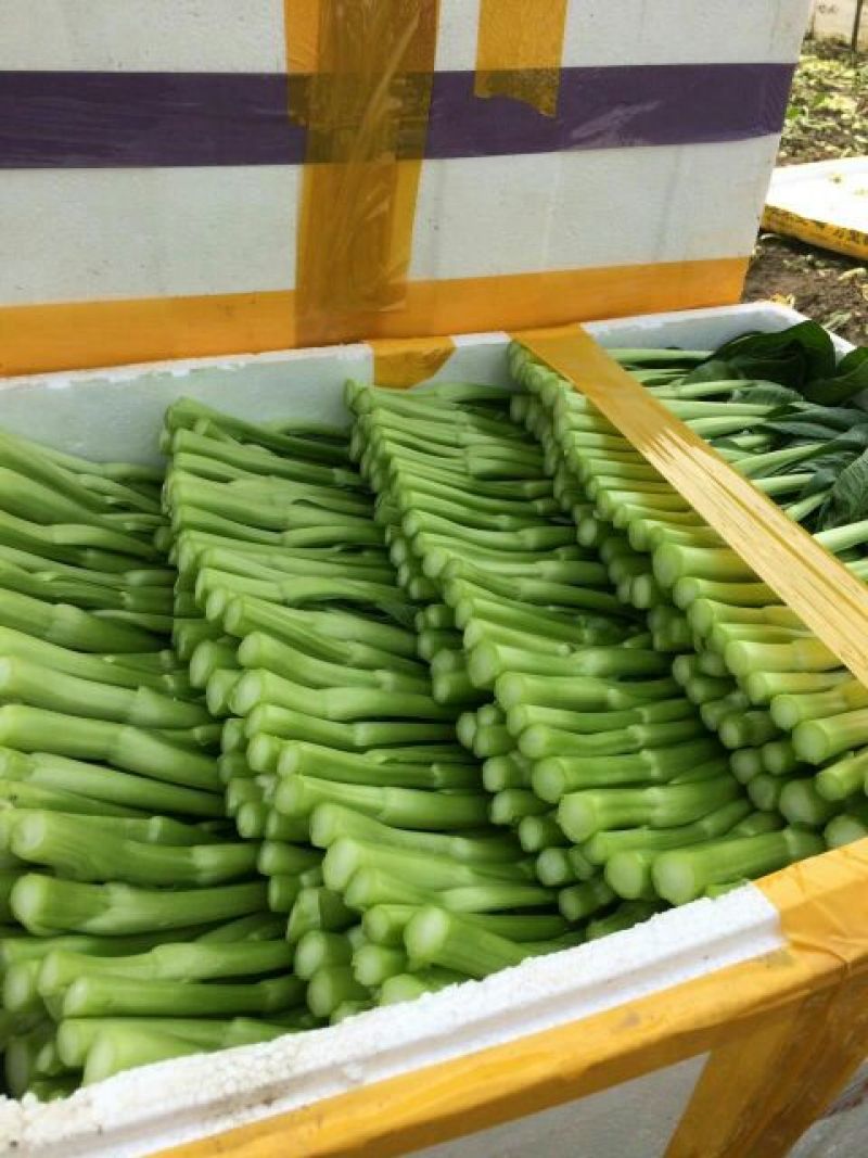 迟菜心10~15厘米