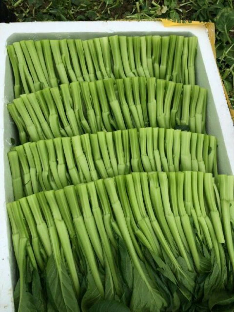 迟菜心10~15厘米