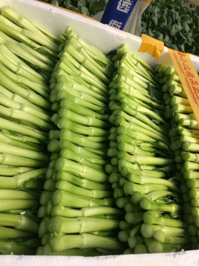 迟菜心10~15厘米