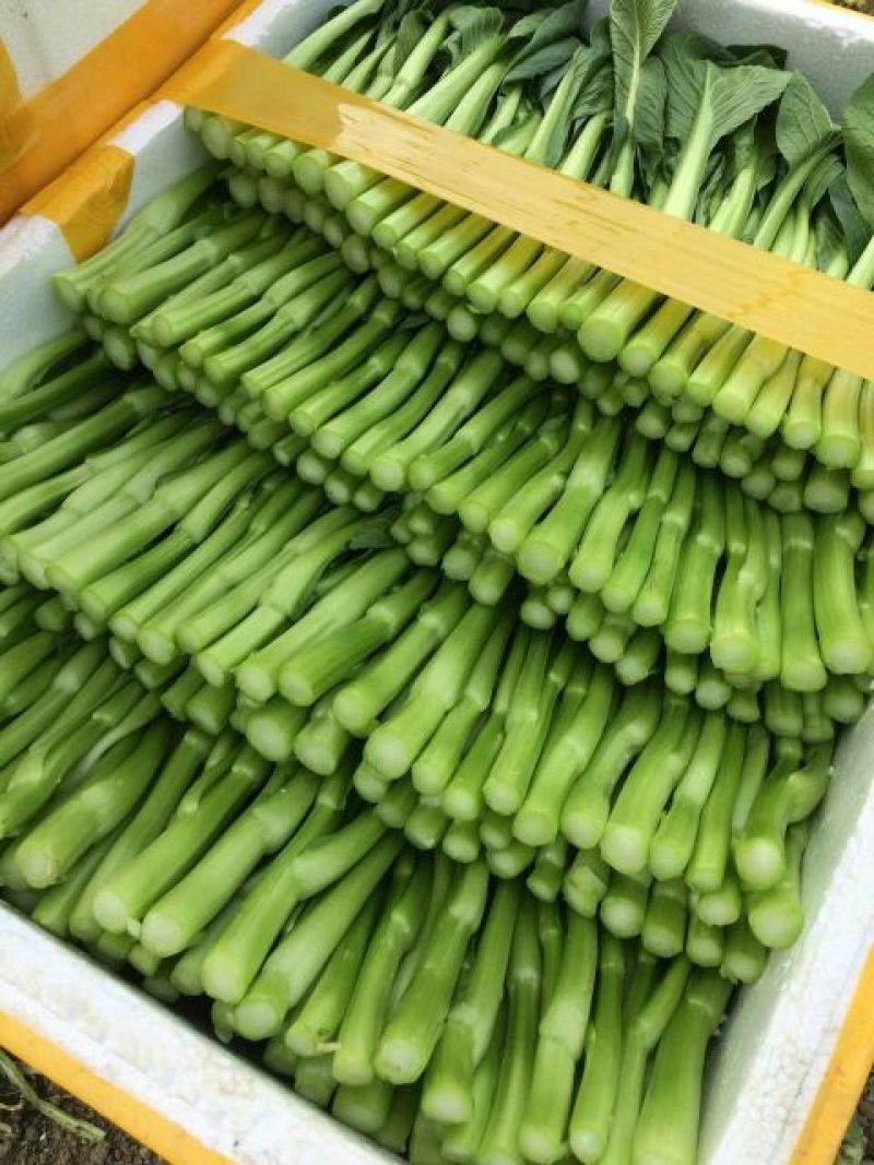 迟菜心10~15厘米