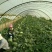 大棚直播苗金城5号西瓜12斤打底9成熟1茬诚信第一