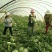 大棚直播苗金城5号西瓜12斤打底9成熟1茬诚信第一