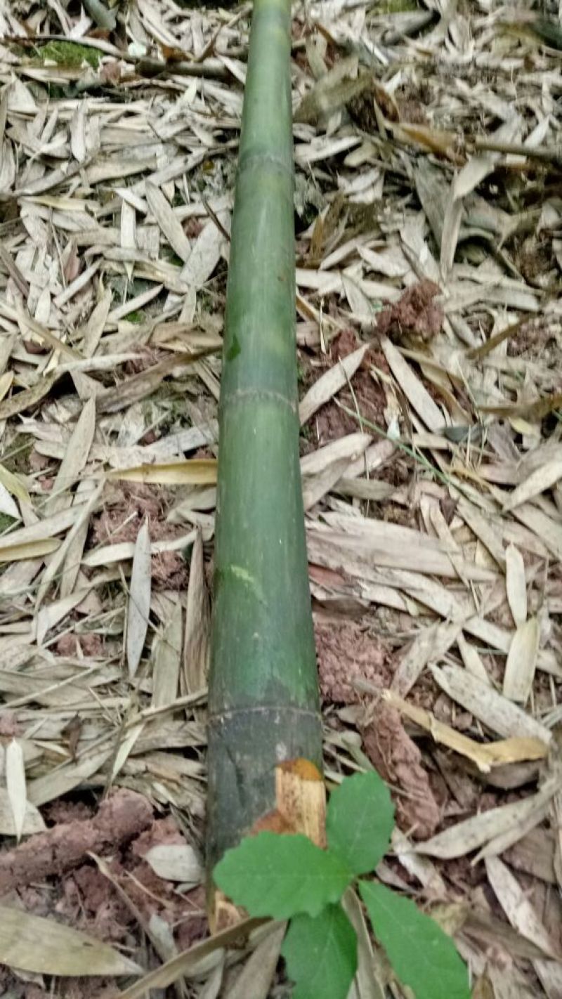 【帮农竹业】精选竹竿3~4m规格接受定制价格好商议