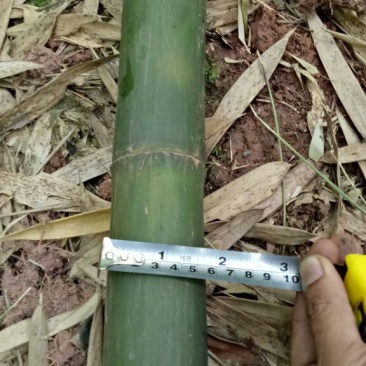 【帮农竹业】精选竹竿3~4m规格接受定制价格好商议