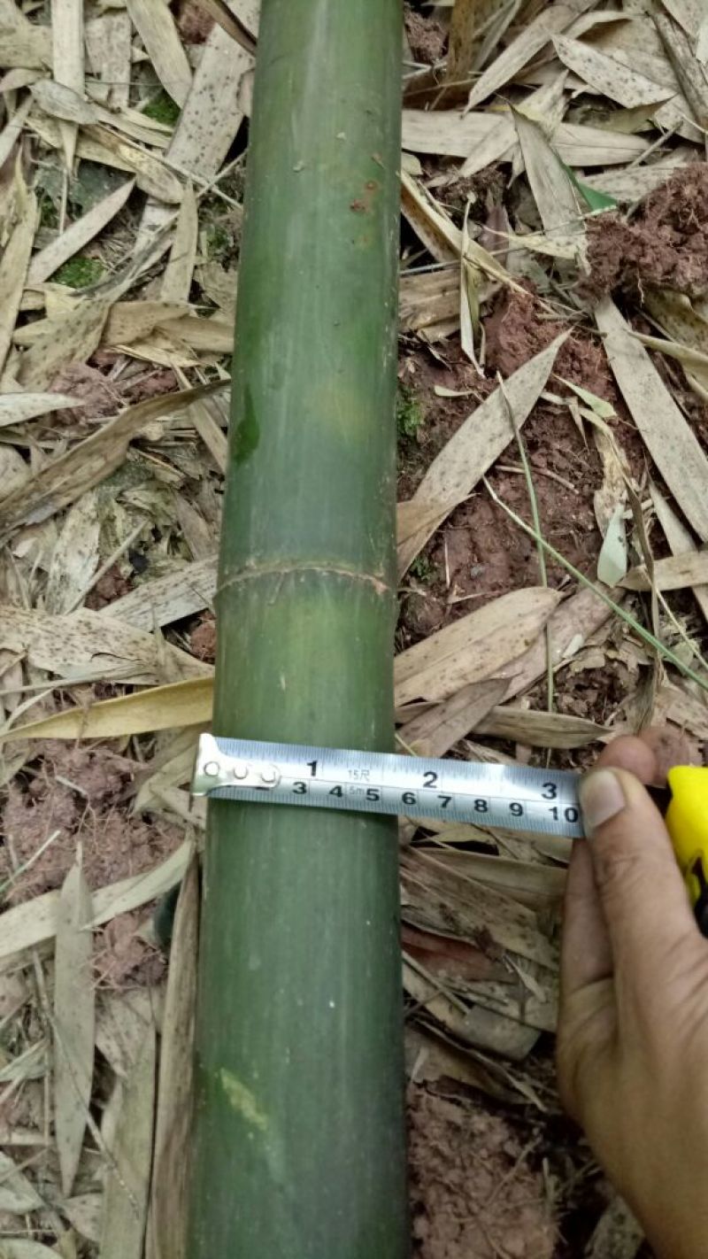 【帮农竹业】精选竹竿3~4m规格接受定制价格好商议