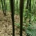 【帮农竹业】精选竹竿3~4m规格接受定制价格好商议