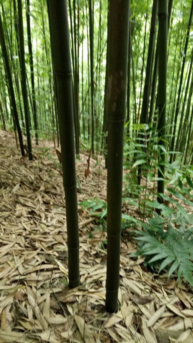 【帮农竹业】精选竹竿3~4m规格接受定制价格好商议