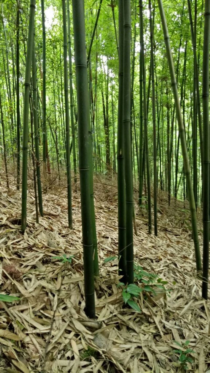 【帮农竹业】精选竹竿3~4m规格接受定制价格好商议