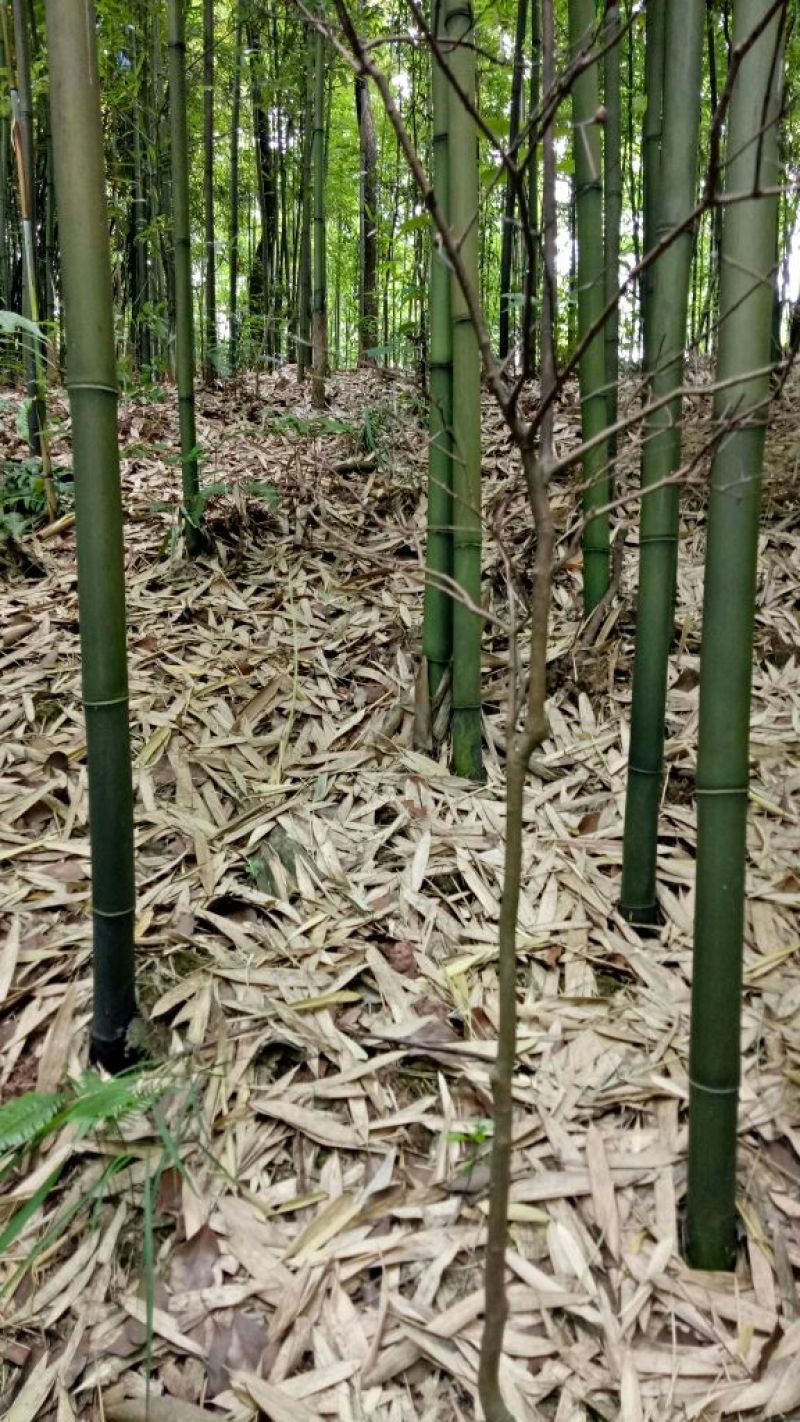 【帮农竹业】精选竹竿3~4m规格接受定制价格好商议