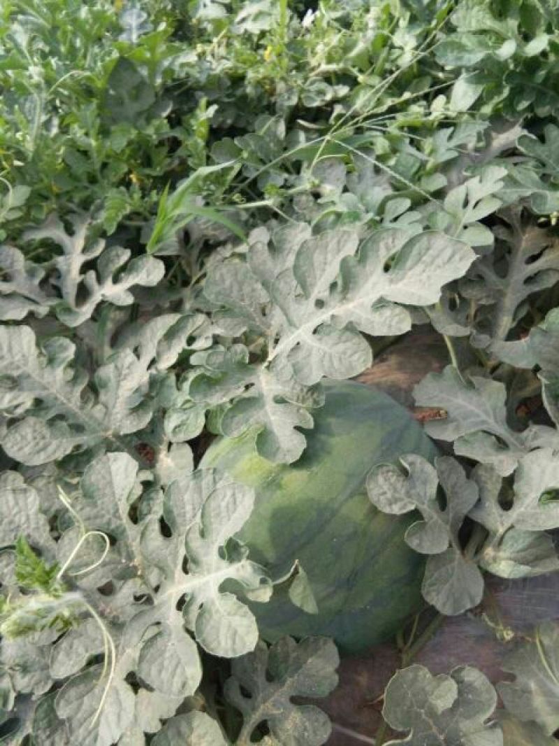 陕西直播苗花皮无籽西瓜10斤打底9成熟头茬