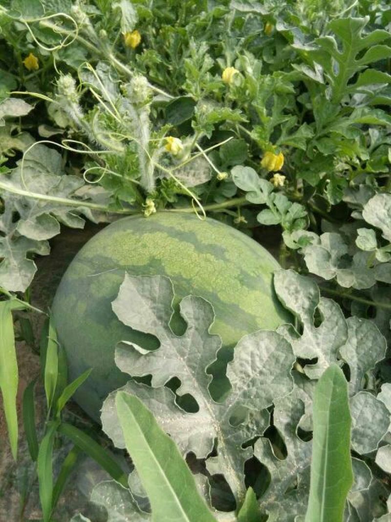 陕西直播苗花皮无籽西瓜10斤打底9成熟头茬