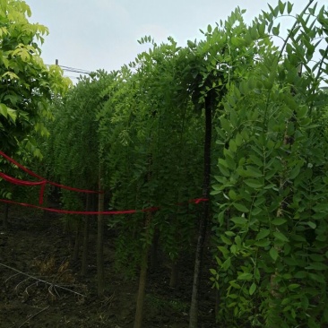 龙爪槐6~8cm4~6cm1~2米