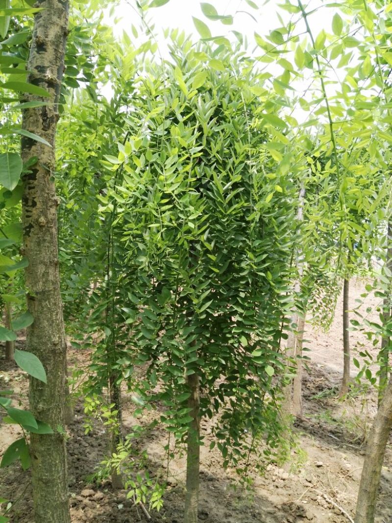 龙爪槐6~8cm4~6cm1~2米