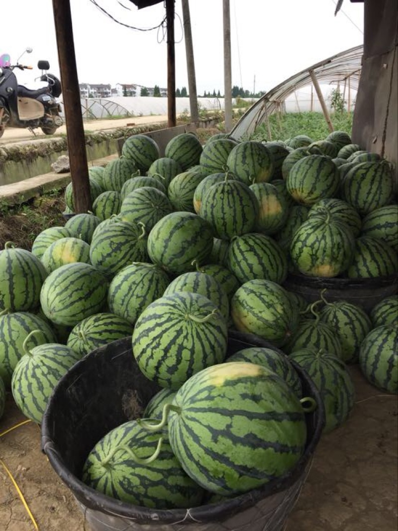 8424西瓜，头茬瓜，8斤起，9成熟