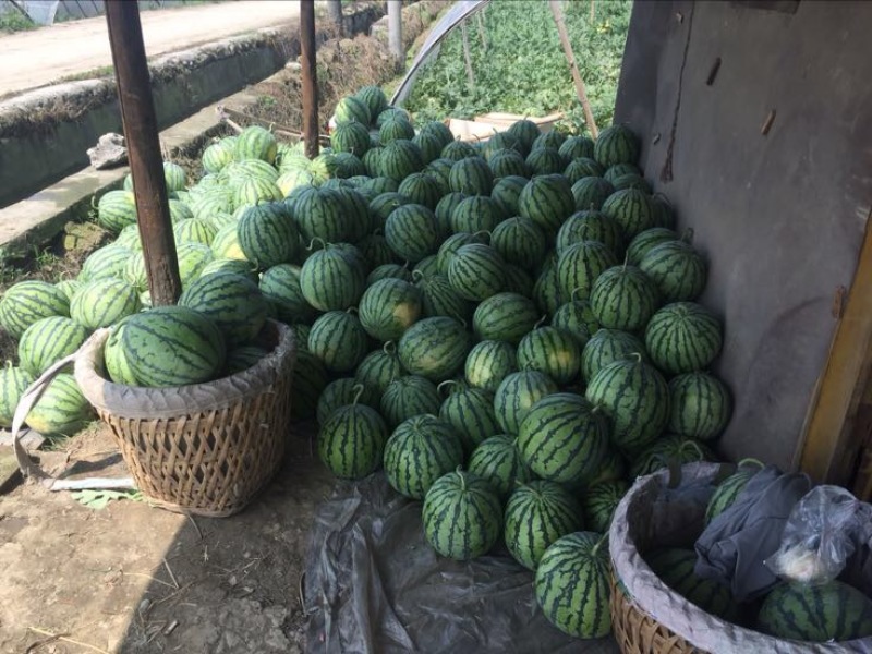 8424西瓜，头茬瓜，8斤起，9成熟