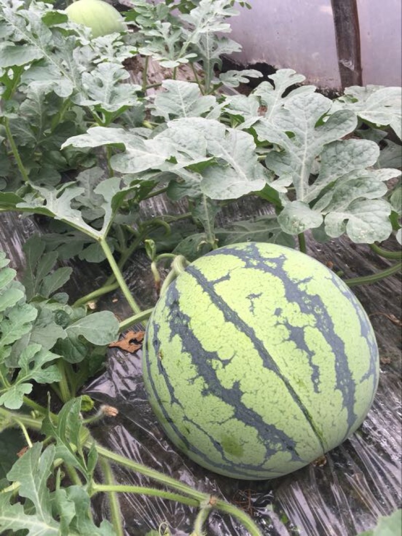 8424西瓜，头茬瓜，8斤起，9成熟