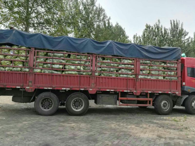 山西甘蓝圆包菜产地直销可袋装散装