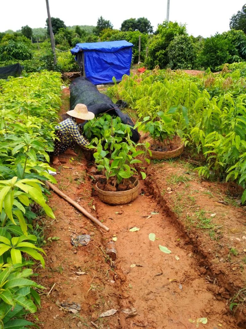 释迦果苗凤梨释迦杯苗2到3年的释迦苗免费指导技术