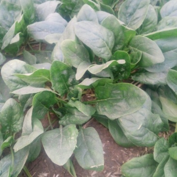 越冬菠菜15~20厘米