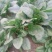 越冬菠菜15~20厘米