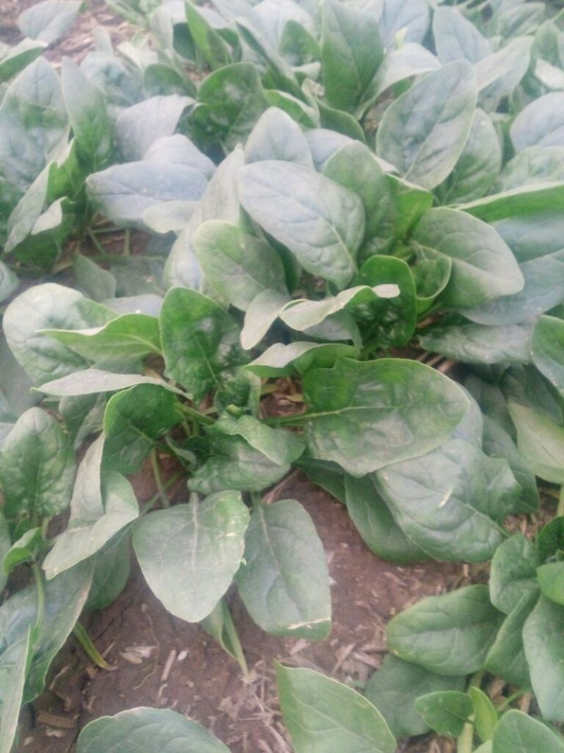 越冬菠菜15~20厘米