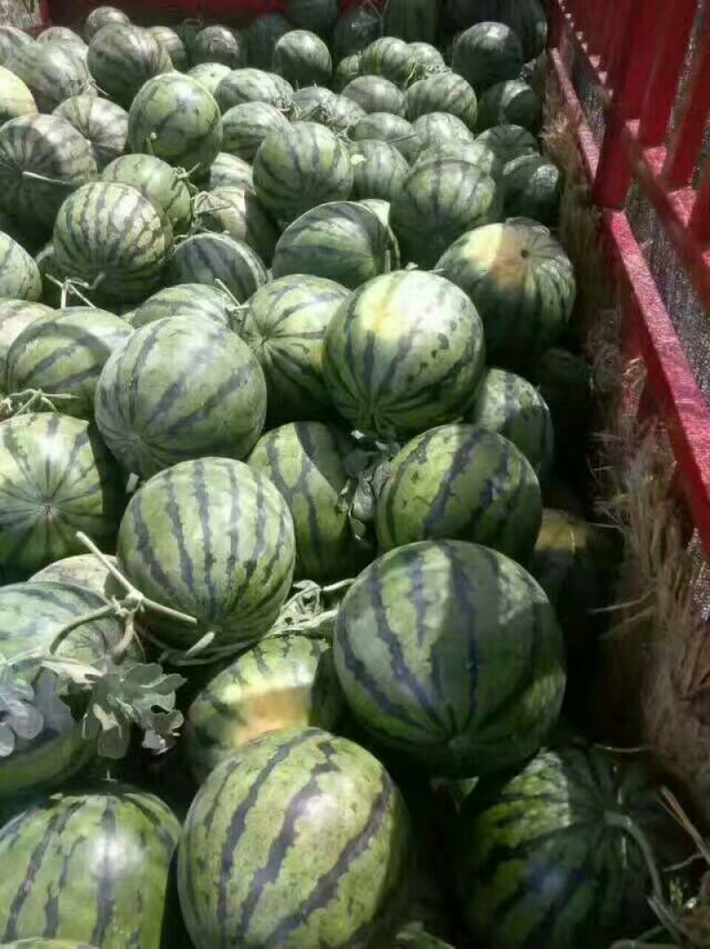 甜王西瓜10斤打底9成熟1茬