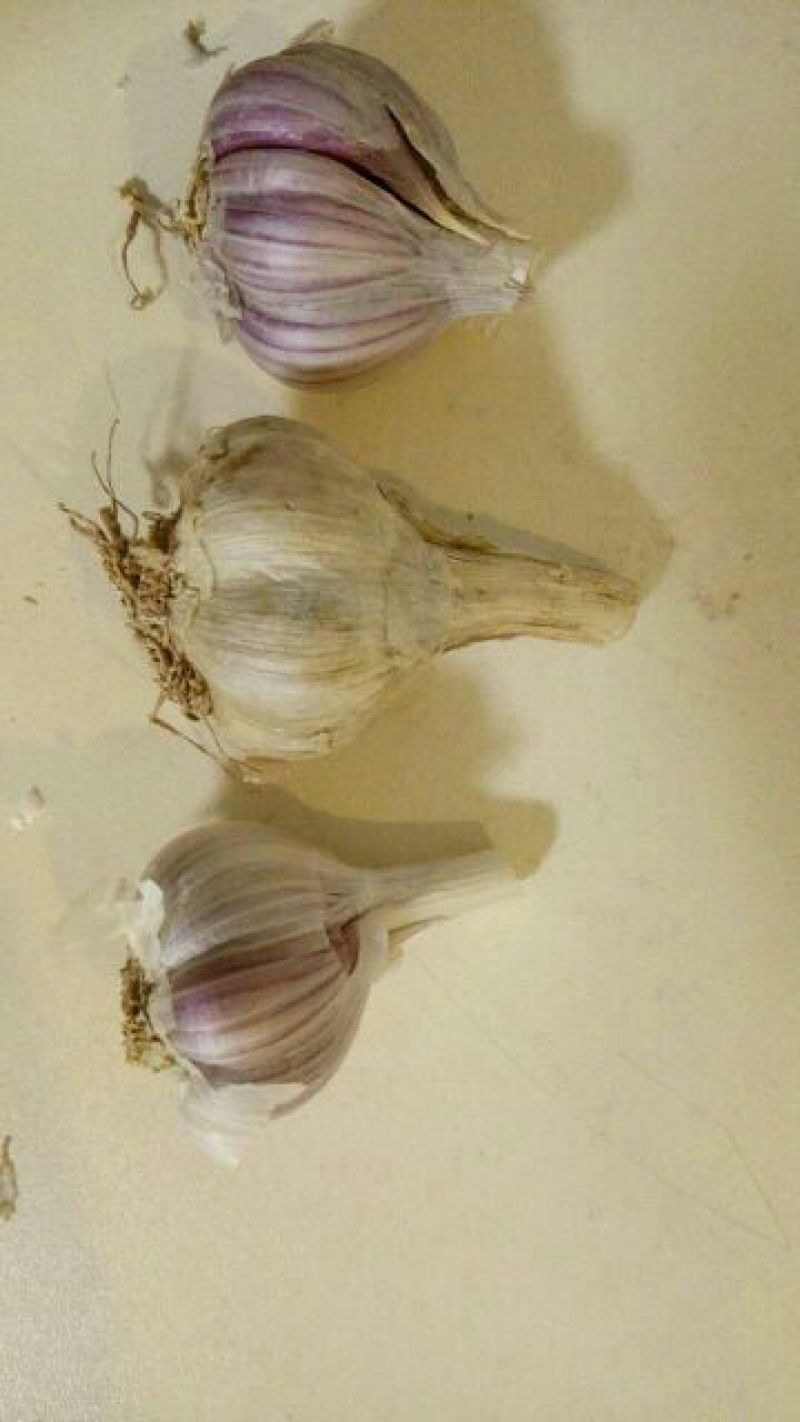 大蒜蒜种，红根蒜，硬叶蒜