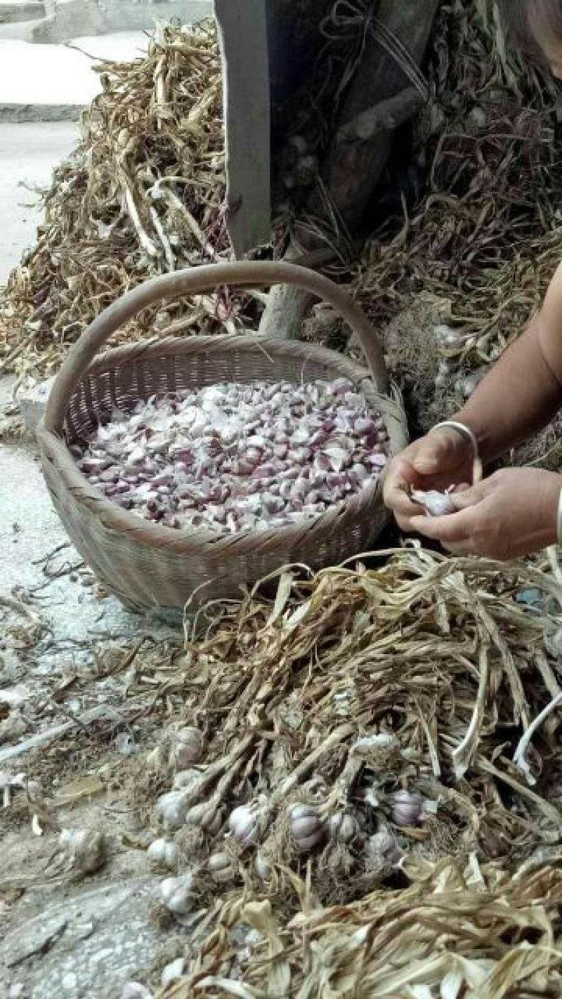大蒜蒜种，红根蒜，硬叶蒜