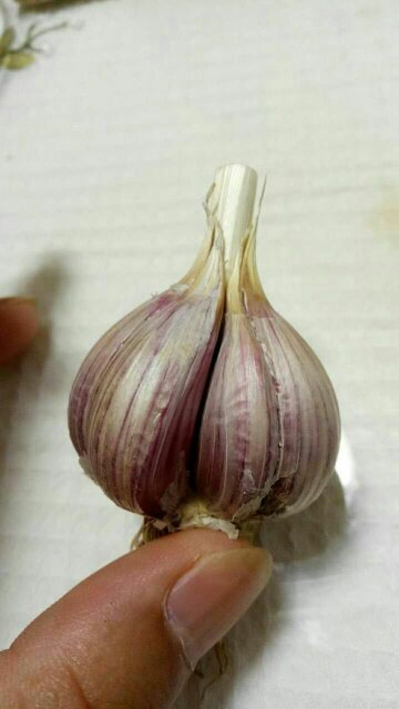 大蒜蒜种，红根蒜，硬叶蒜