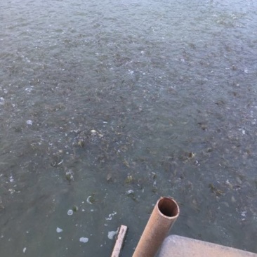 黄金鲫