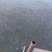 黄金鲫
