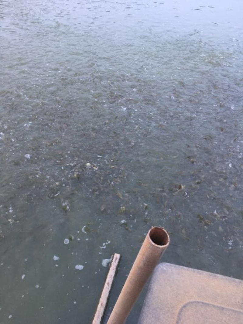黄金鲫