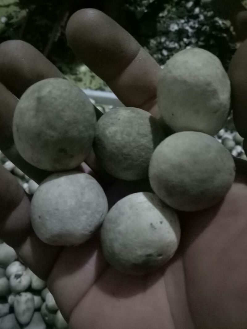 鲜草菇89%一级