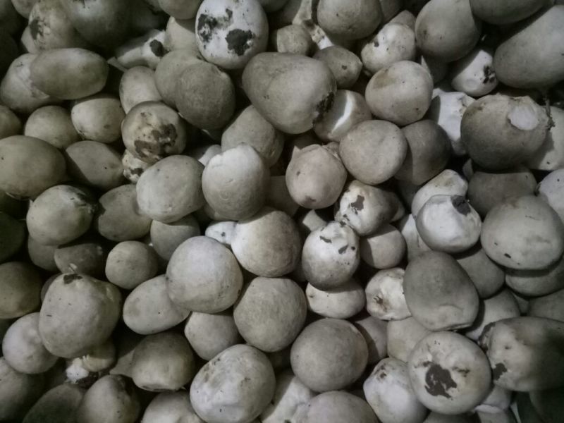 鲜草菇89%一级
