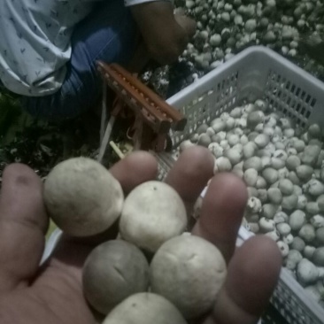 鲜草菇89%一级