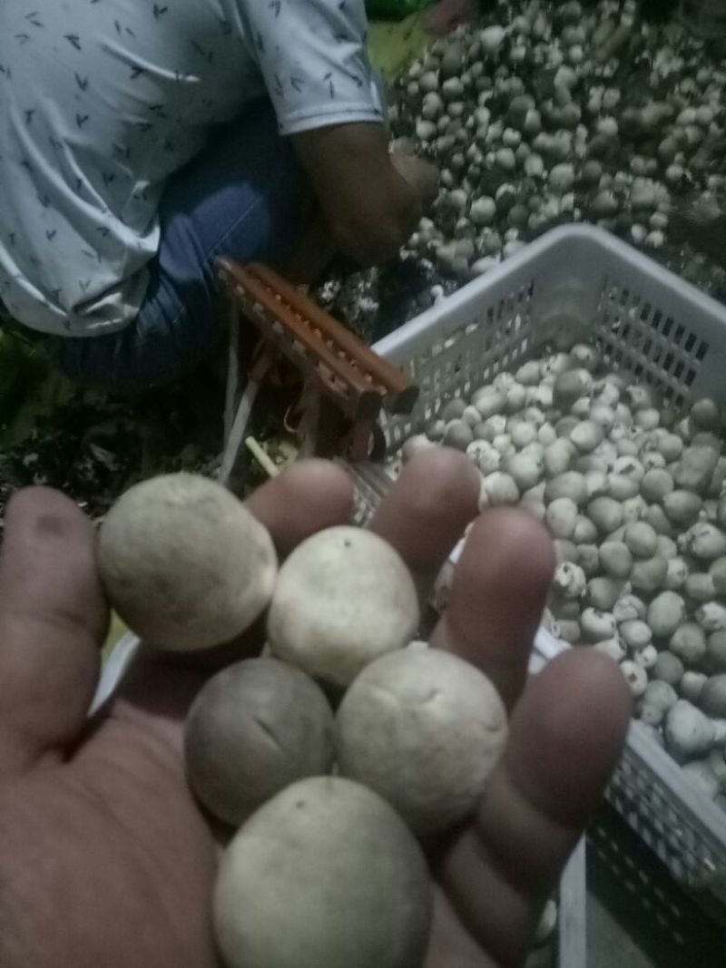 鲜草菇89%一级