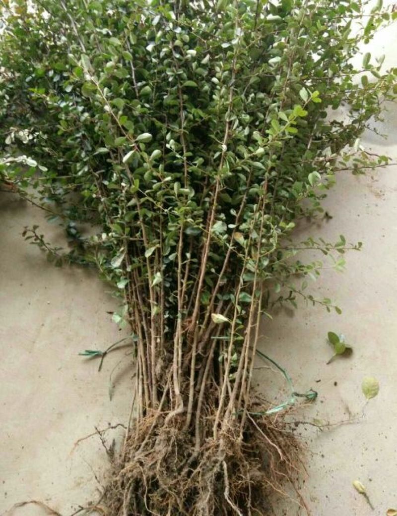小丑火棘50~80cm