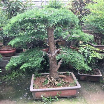 金钱松