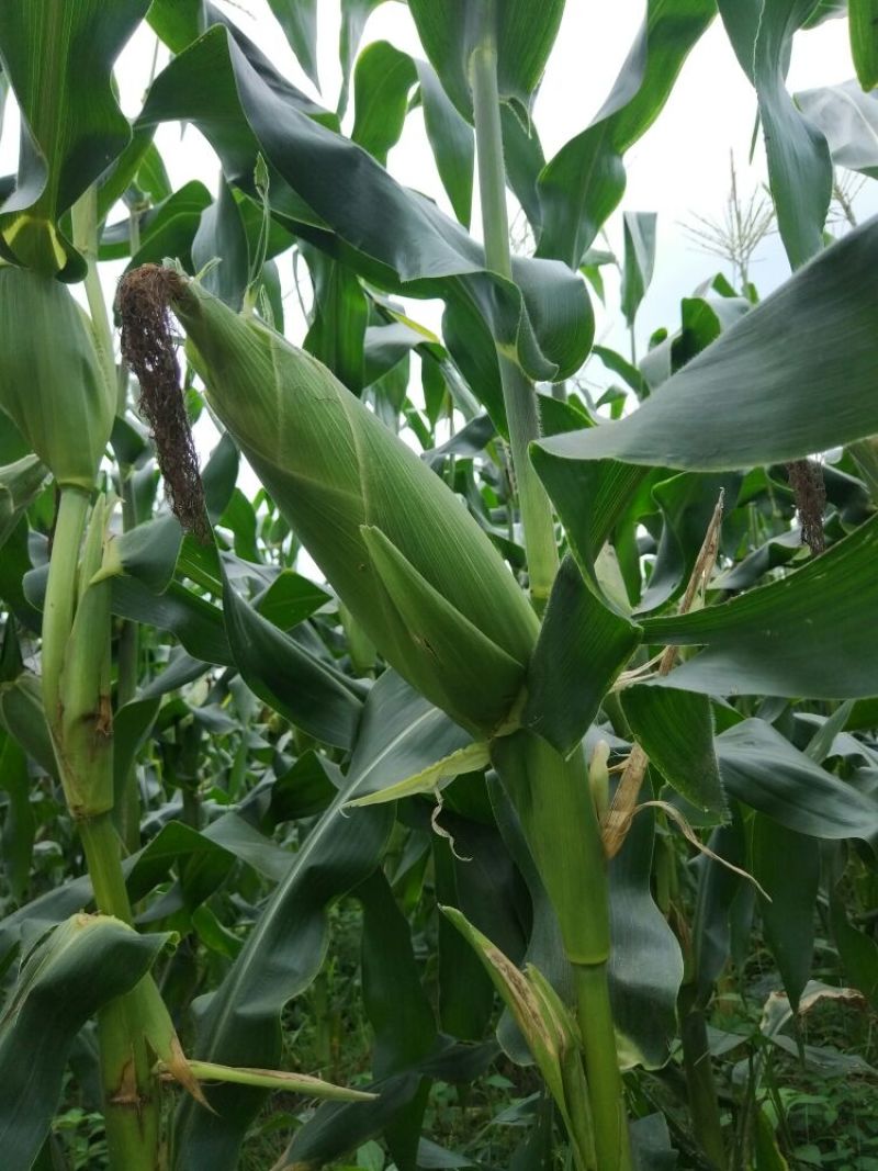 菜用玉米1%